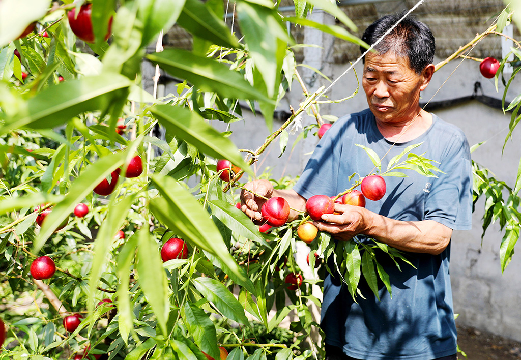 4月27日,在山東萊西市院上鎮(zhèn)王家莊的的種植大棚里,農(nóng)民在查看油桃的生長情況。