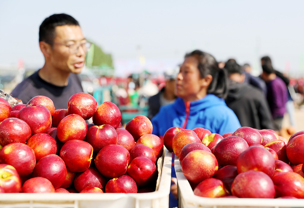 4月27日,在山東萊西市院上鎮(zhèn)王家莊的油桃交易市場,農(nóng)民在銷售剛剛采摘的油桃。