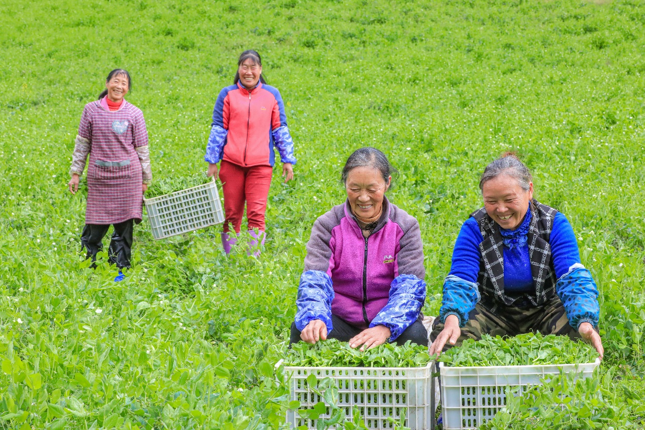 在四川省阿壩藏族羌族自治州馬爾康市馬爾康鎮(zhèn)納足村，當(dāng)季蔬菜喜獲豐收，群眾正在忙著采收、裝箱供應(yīng)市場。來源：人民圖片