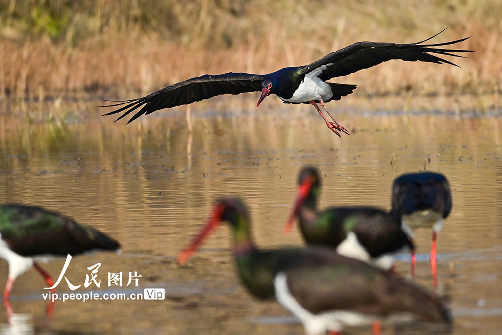 河南洛陽：黑鸛現(xiàn)身黃河濕地