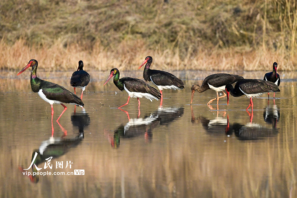 河南洛陽(yáng)：黑鸛現(xiàn)身黃河濕地【6】