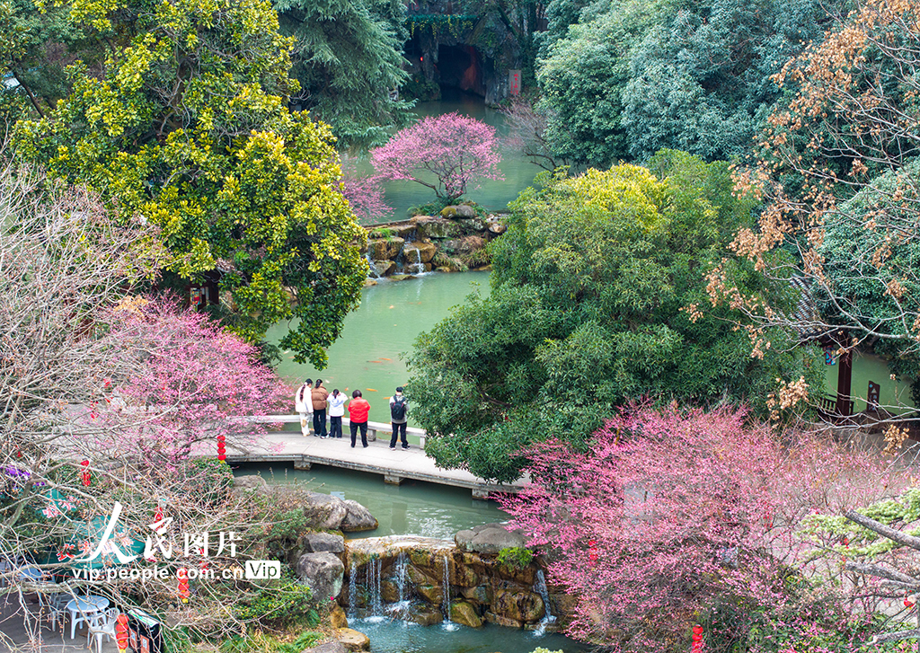 浙江金華：梅花綻放風(fēng)景宜人