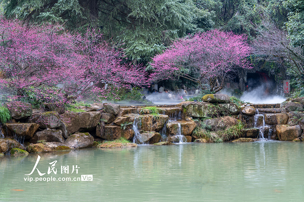 浙江金華：梅花綻放風(fēng)景宜人【4】