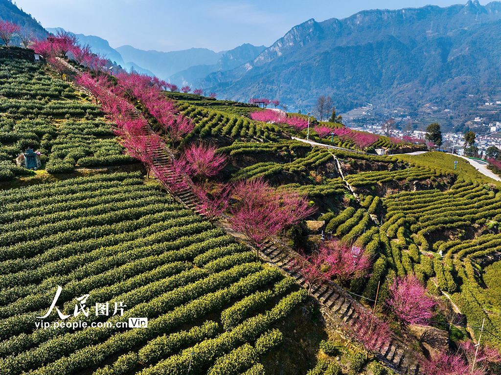 湖北秭歸：茶園里梅花開