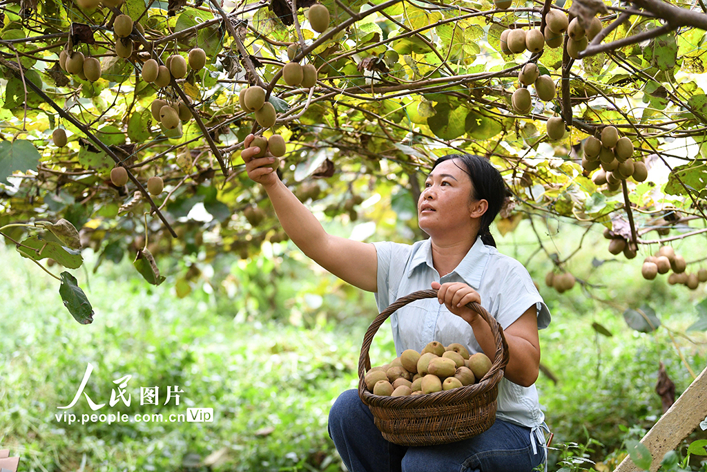 貴州榕江：獼猴桃豐收